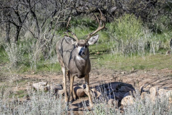 Backyard Mule Deer Buck
