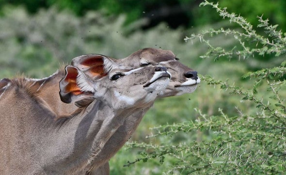 Kudu Love !
