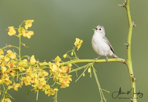 Lucy's Warbler 