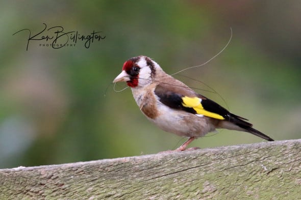 Goldfinch