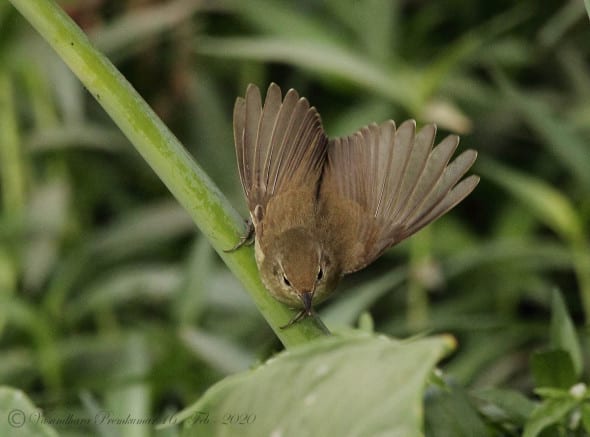 The Booted Warbler