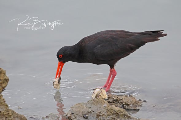 Oystercatcher Loves Oysters