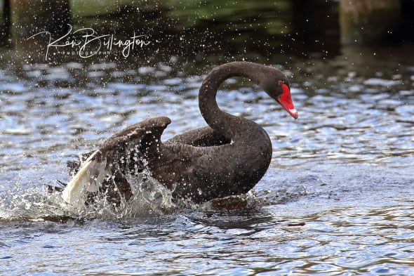 Black Swan Taking a Bath