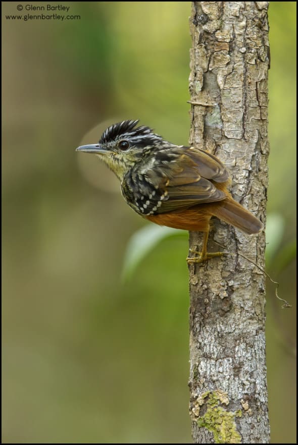 Imeri Antwarbler (Hypocnemis flavescens)