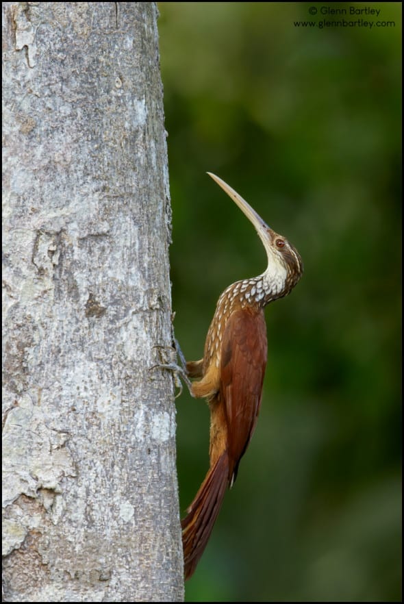 Long-billed Woodcreeper (Nasica longirostris)