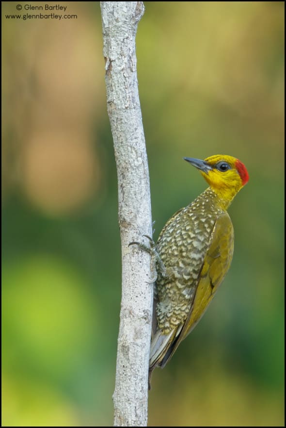 Yellow-throated Woodpecker (Piculus flavigula)