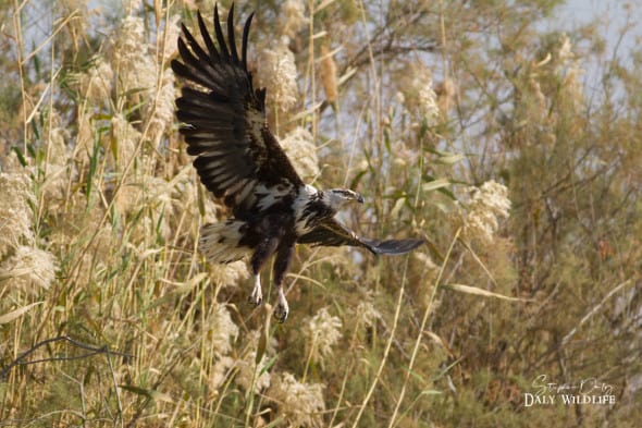 African Fish Eagle (Haliaeetus Vocifer)