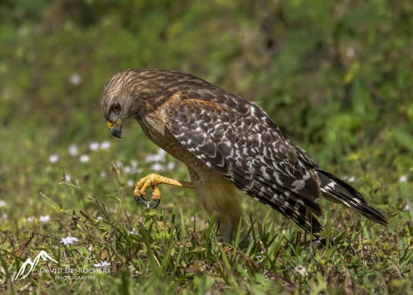 Juvenile Red-shouldered Hawk (Buteo lineatus)
