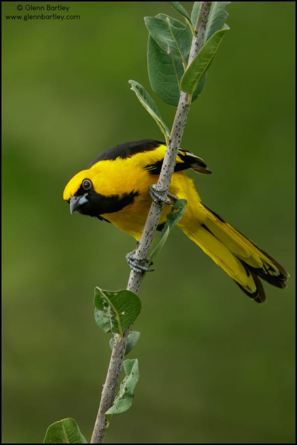 Yellow-tailed Oriole 