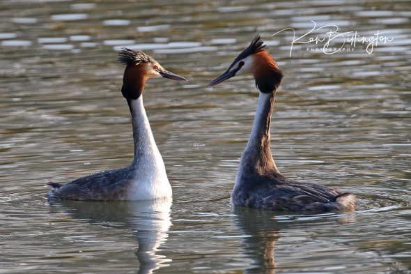 Mating Rituals - Great Crested Grebes