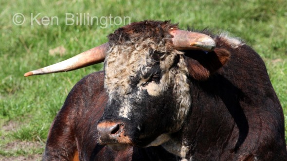 Cattle (Bos taurus) 