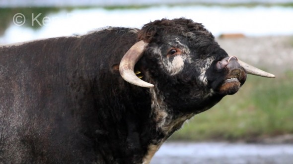 Cattle (Bos taurus) 