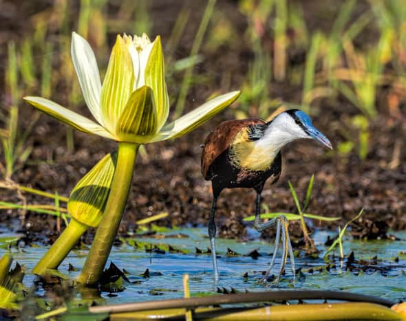 Afican Jacuna with a Lily
