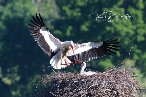 Soft Landing - White Storks