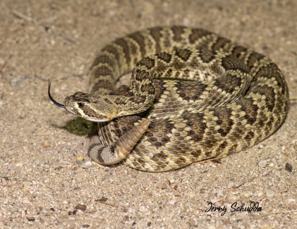 Mohave Rattlesnake