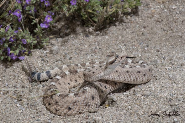 Sidewinder Rattlesnake
