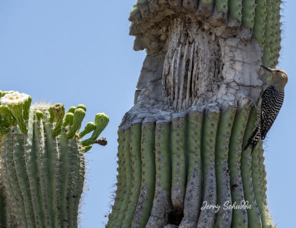 Gila Woodpecker on Saguaro Cactus 