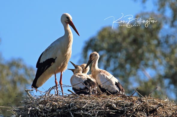 White Stork Family