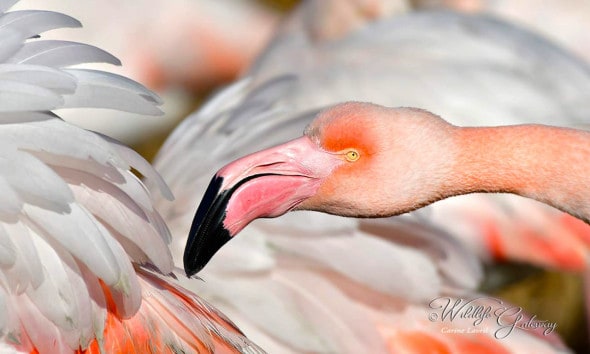 Fluffy Flamingo!