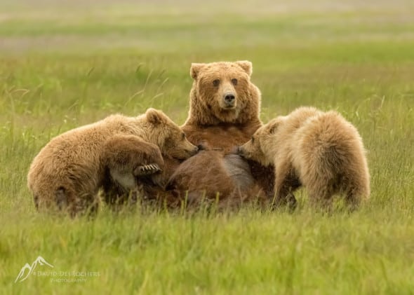 Coastal Brown Bear Sow Nursing Her Cubs