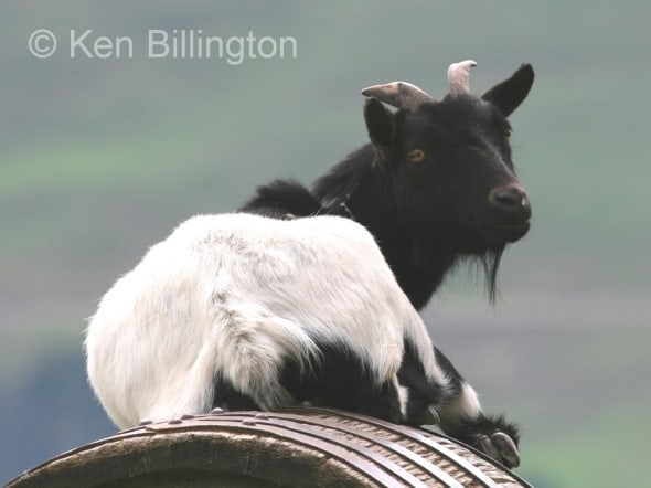 Goat (Capra aegagrus hircus) 