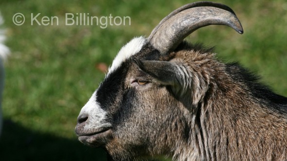 Goat (Capra aegagrus hircus) 