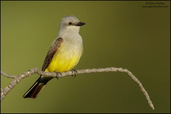 Western Kingbird (Tyrannus Verticalis)
