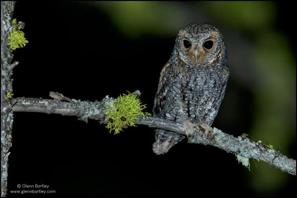 Flammulated Owl (Psiloscops Flammeolus)