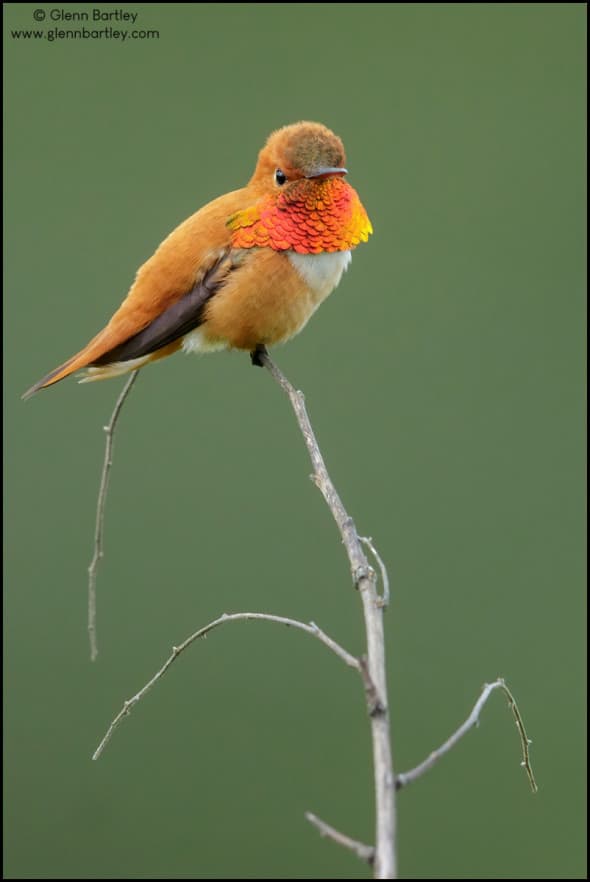Rufous Hummingbird (Selasphorus Rufus)