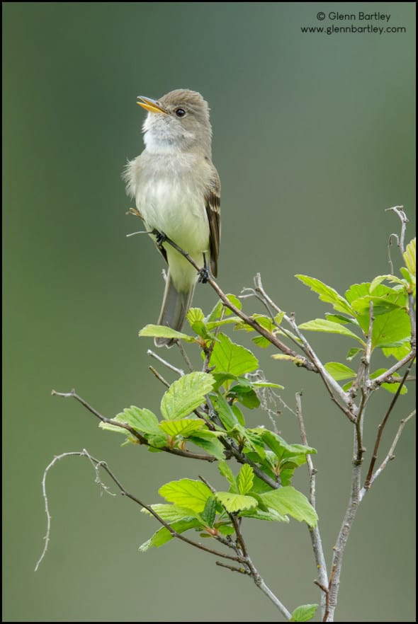 Willow Flycatcher (Empidonax Traillii)