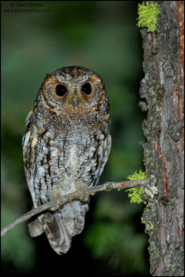 Flammulated Owl (Psiloscops Flammeolus)