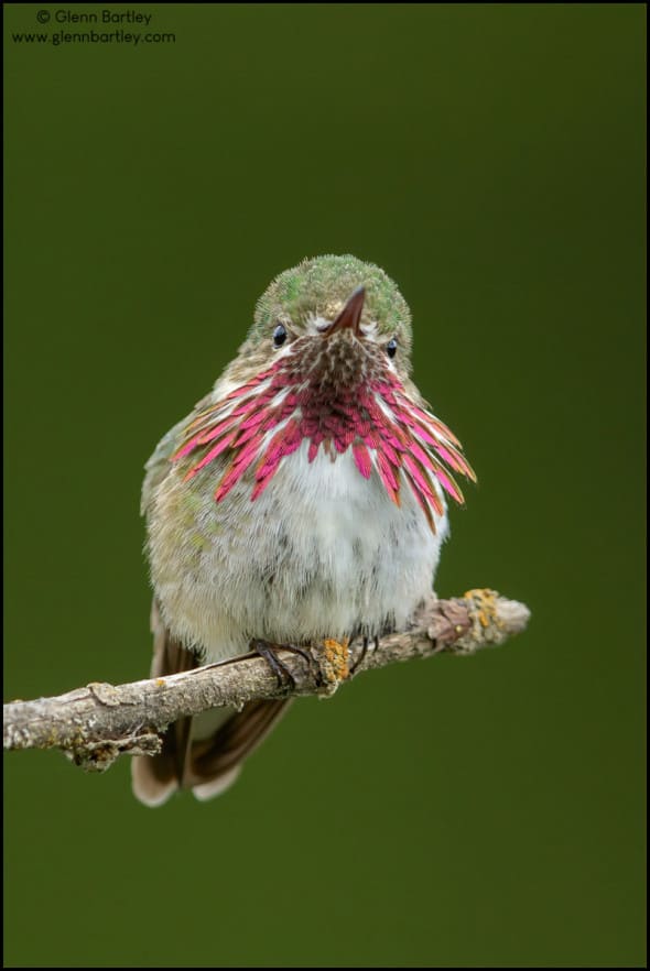 Calliope Hummingbird (Stellula Calliope)