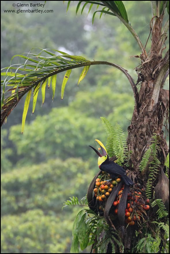 Black-mandibled Toucan (Ramphastos Ambiguus)