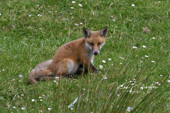 All Alone - Red Fox Cub