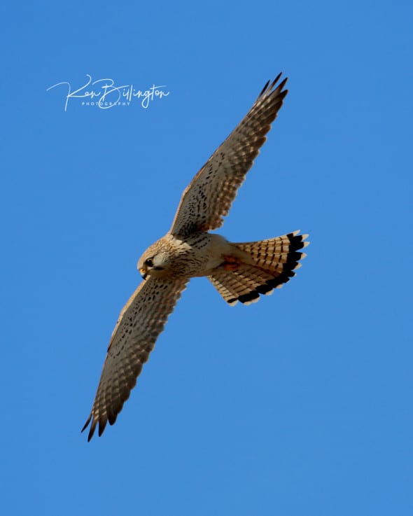 Common Kestrel Falco Tinnunculus