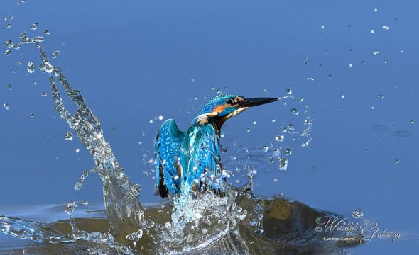 Kingfisher in Action!