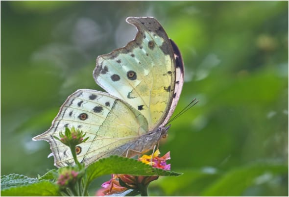 Mother-of-pearl Butterfly