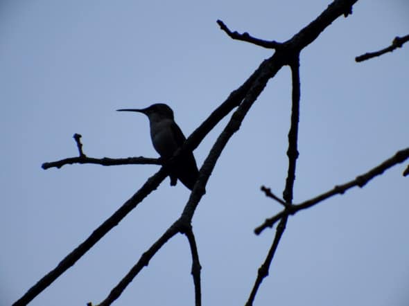 Ruby-throated Hummingbird at Dusk