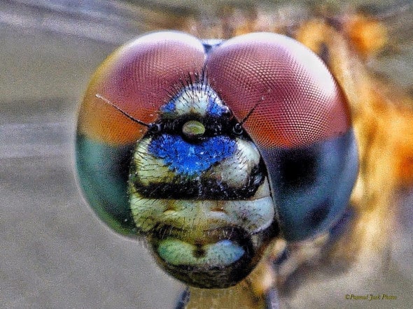 Detailed Facial Features - Dragonfly