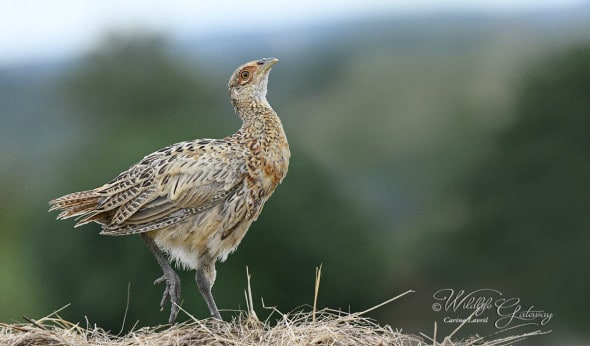 Proud Young Pheasant