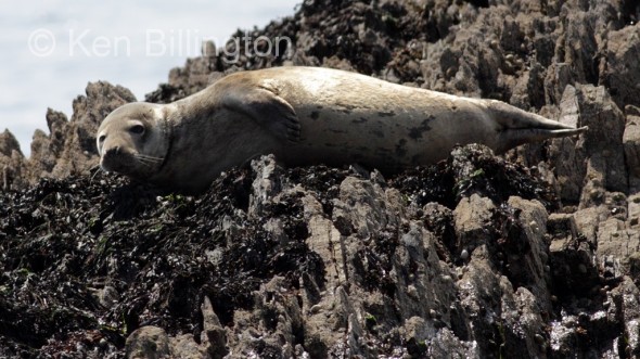 Grey Seal (Halichoerus grypus) 