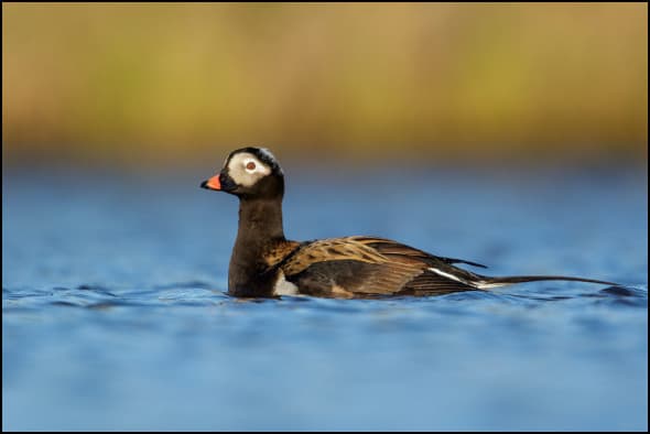 Long-tailed Duck 