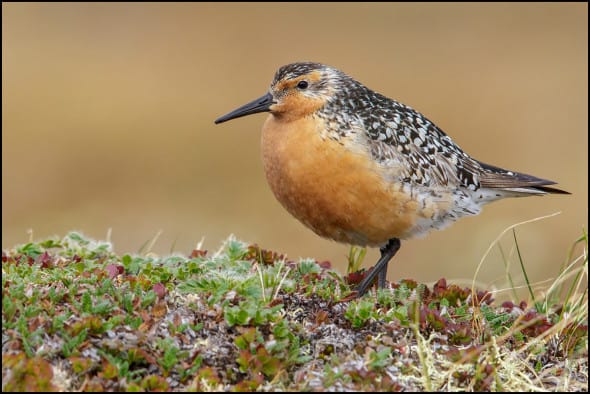 Red Knot 