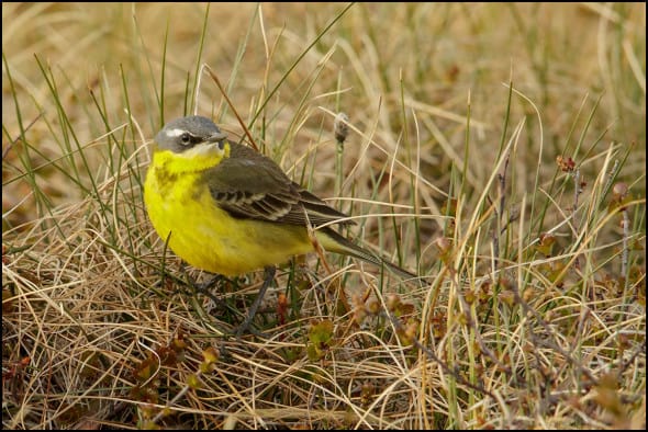 Eastern Yellow Wagtail 