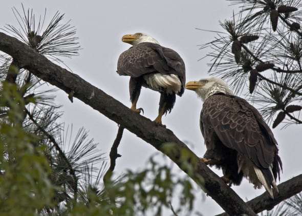 Eagle Couple