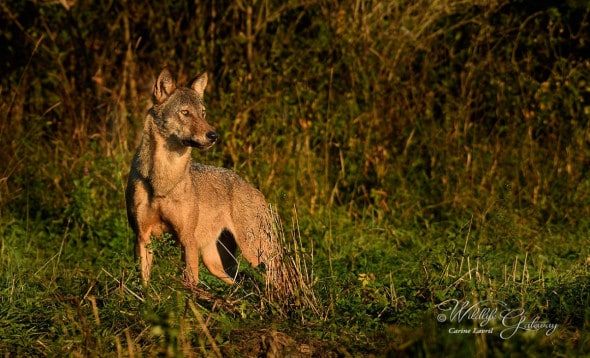 Grey Wolf in the Last Light