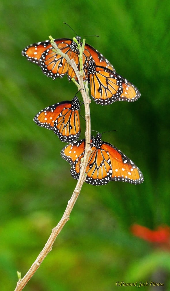 Monarchs on a Limb