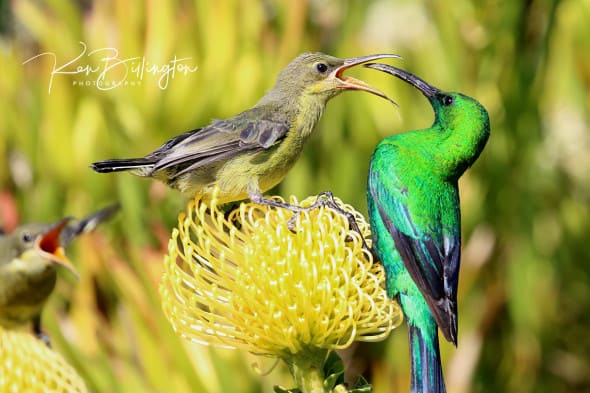 Feed Me Mama! - Malachite Sunbirds