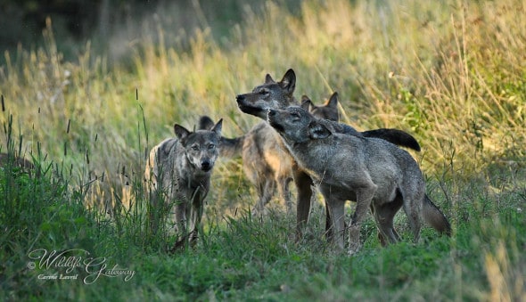 Wild Wolves in Poland