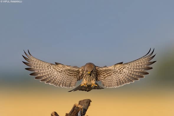 Lesser Kestrel  -  Falco Naumanni